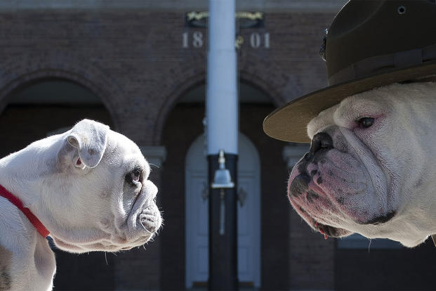 Washington District of Columbia United States - Sgt. Chesty XIII, official mascot of the U.S. Marine Corps, right, stares down his successor Recruit Chesty, left, during training at Marine Barracks Washington, D.C., March 20, 2013.  (U.S. Marine Corps/Dengrier Baez)