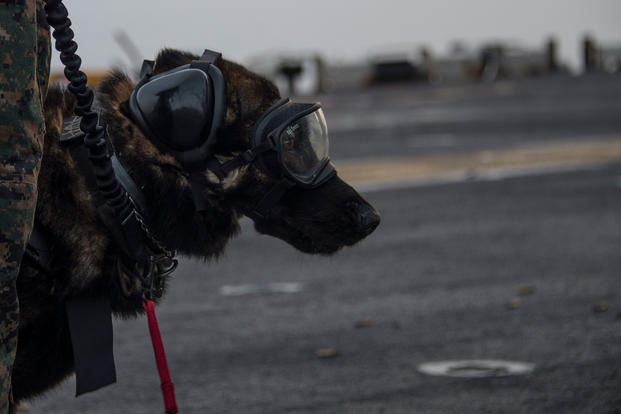Spidey, a military working dog assigned to Law Enforcement Det., 26th Marine Expeditionary Unit, waits by his handler, Marine Cpl. Zack Barkley, from Statesville, North Carolina, during a live-fire exercise on the flight deck of the Wasp-class amphibious assault ship USS Iwo Jima (LHD 7) March 4, 2018. (U.S. Navy/Daniel C. Coxwest)