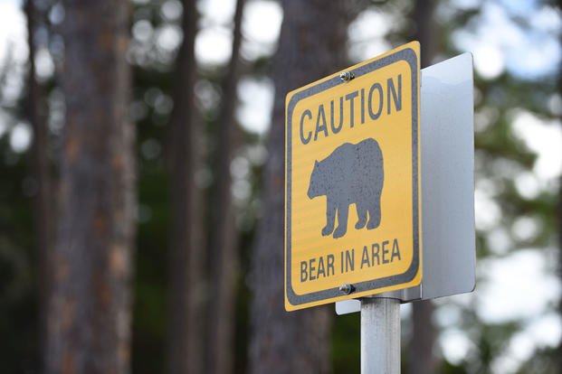 Bear signs stand in high traffic areas around Tyndall Air Force Base