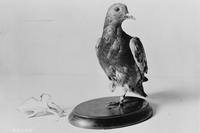Cher Ami, the carrier pigeon that carried a message from the Lost Battalion to the 77th Division on Oct. 4, 1918.
