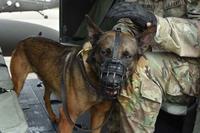 Military working dogs acclimate to helicopter flight