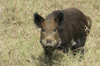 Wild hog in field
